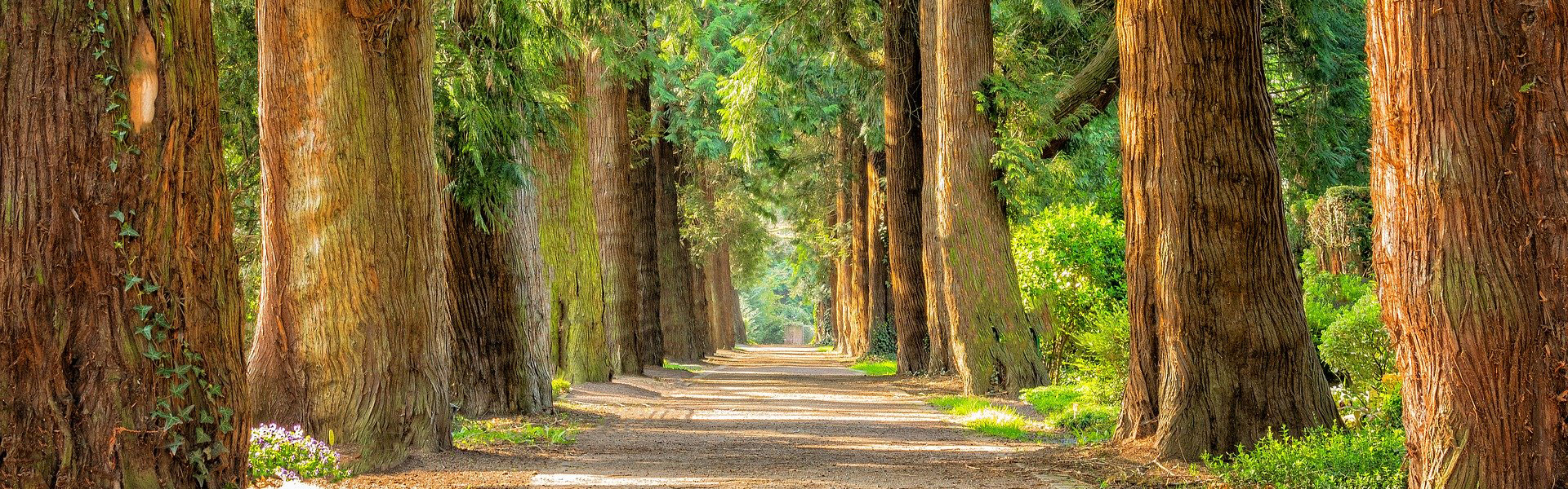 trees nature